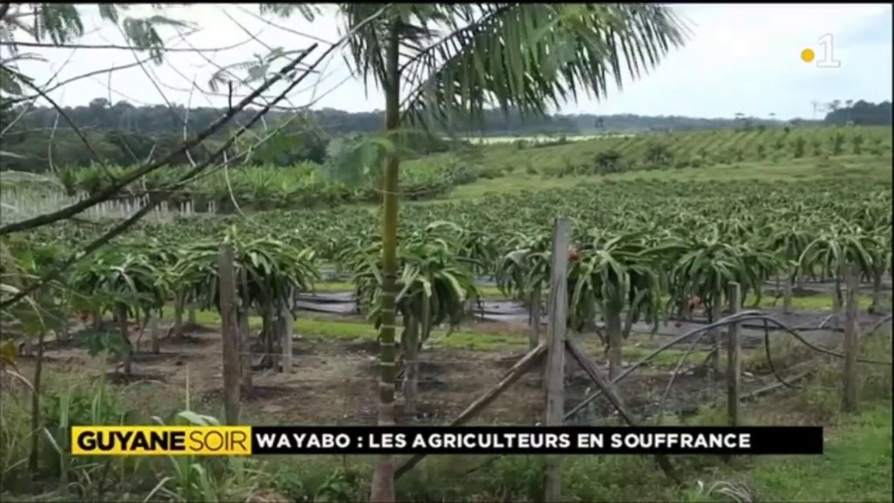Les agriculteurs de Wayabo souffrent des conditions de leur isolement