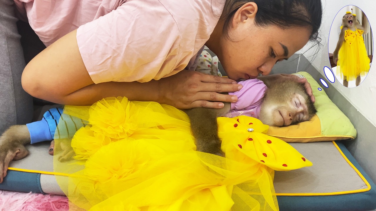 Monkey Lyly clung tightly to her dress before she could sleep soundly.