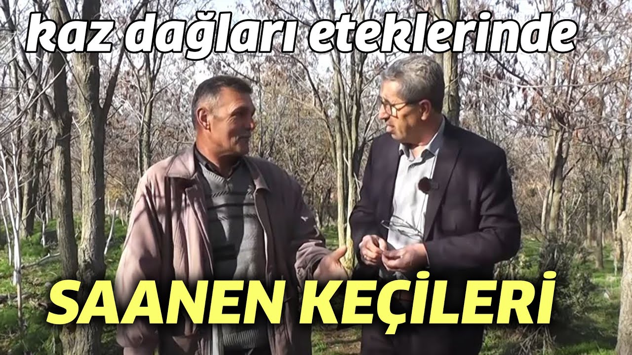 Kaz Dağları Eteklerinde SAANEN KEÇİLERİ - Çobanla Baş Başa