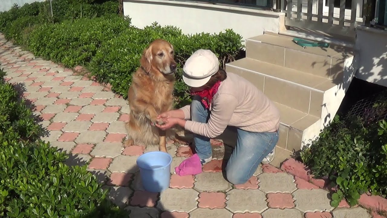 Pati Temizliğinin Önemi ! - #patiyıkama #hayvansağlığı #dogpawcleaning #dogshealth #patiyıkama