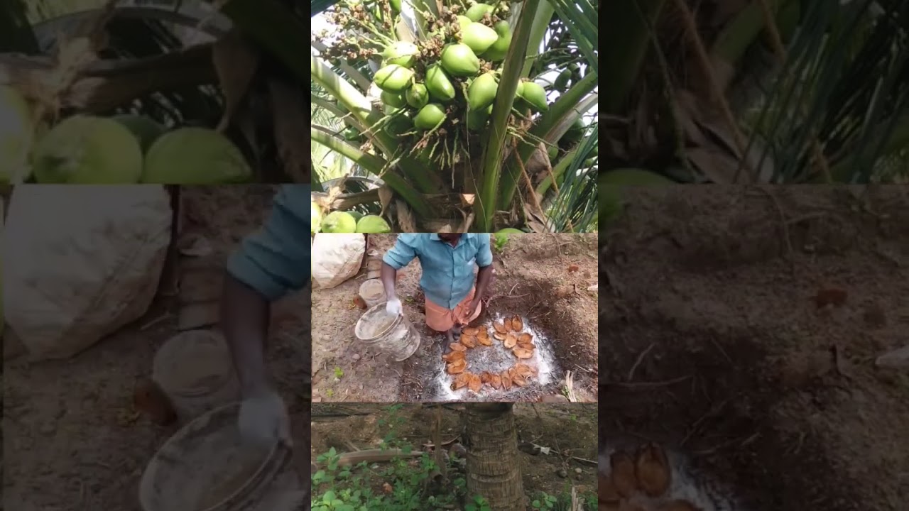 How to plant coconut tree in your home ( follow this method for fast growth) #kobarimokalu #telugu