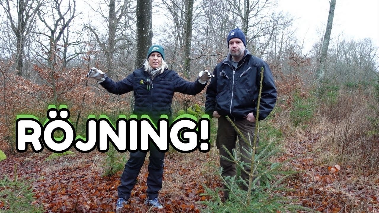 ALLT du behöver veta om röjning som utvecklar din skog till det bättre!