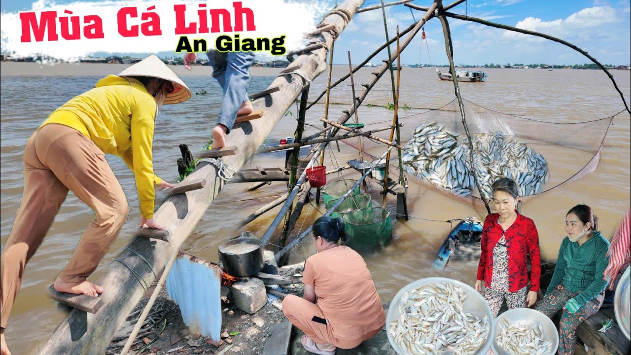 Mùa cá linh về xóm cào xem con gái leo cây kéo vó đầy thau thau