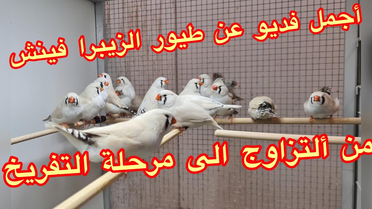 طيور الزيبرا فينش من مرحلة التزاوج الى مرحلة وضع البيض والتفريخ و مراحل نمو الأفراخ