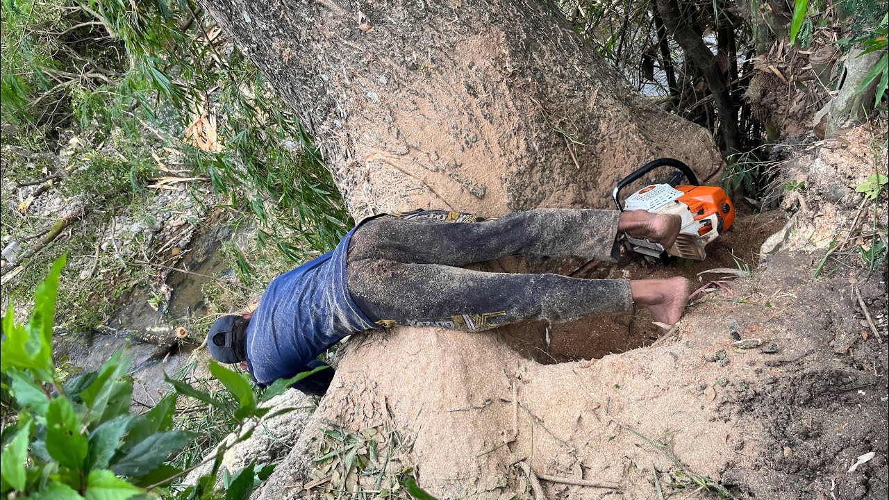 DI TEPI TEBING DIATAS SUNGAI💯|| proses penebangan pohon trembesi 