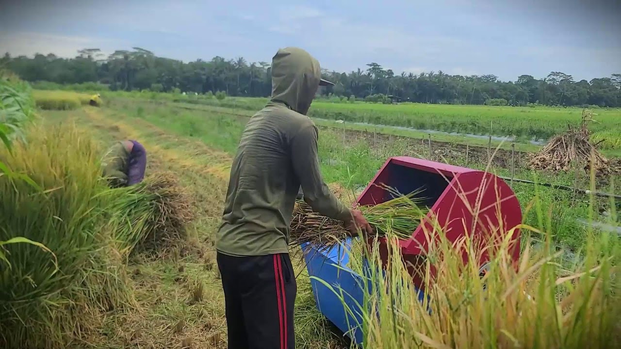 Village Tech: Effective Rice Threshing with a DIY Machine _FarmersLife _Shorts