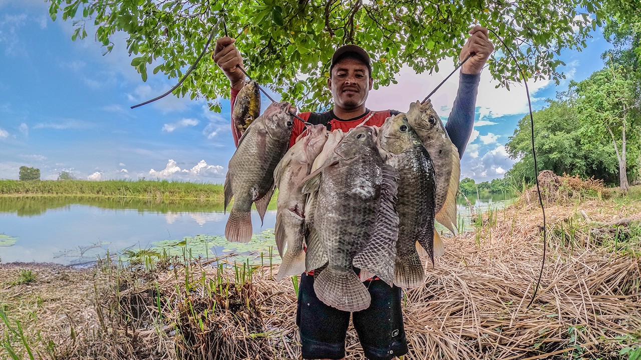 pescando solo tilapias grandes atrapamos un cocodrilo y cocinamos un caldo