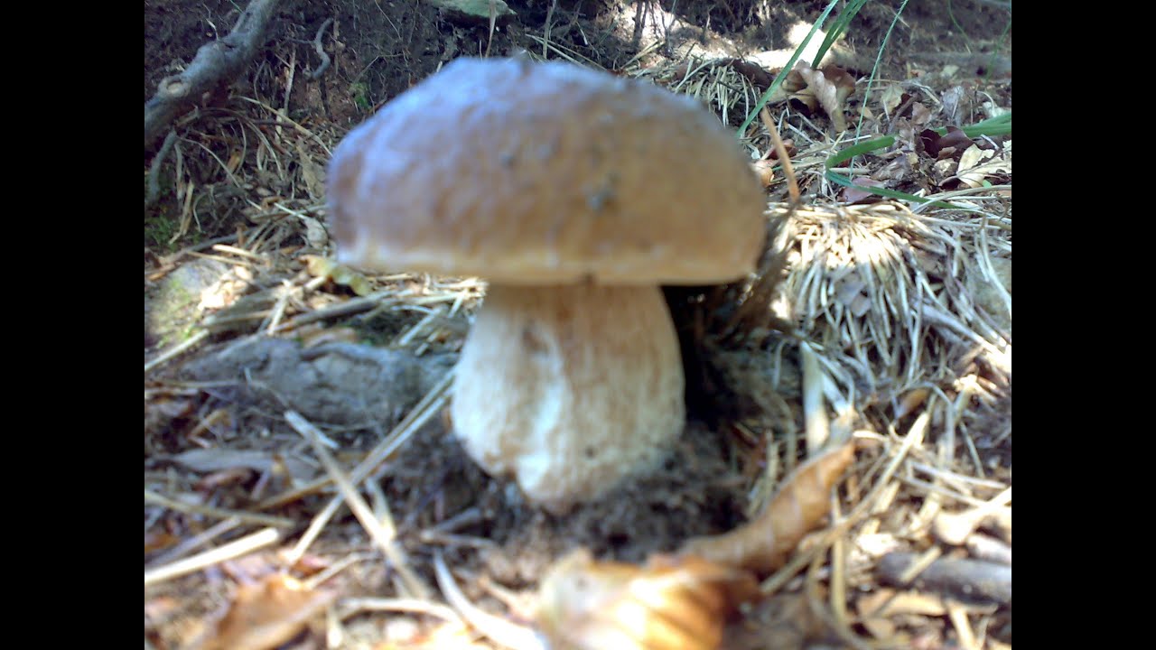 Porcini esplosione nei faggi della muggiasca valsassina...Luglio 2014