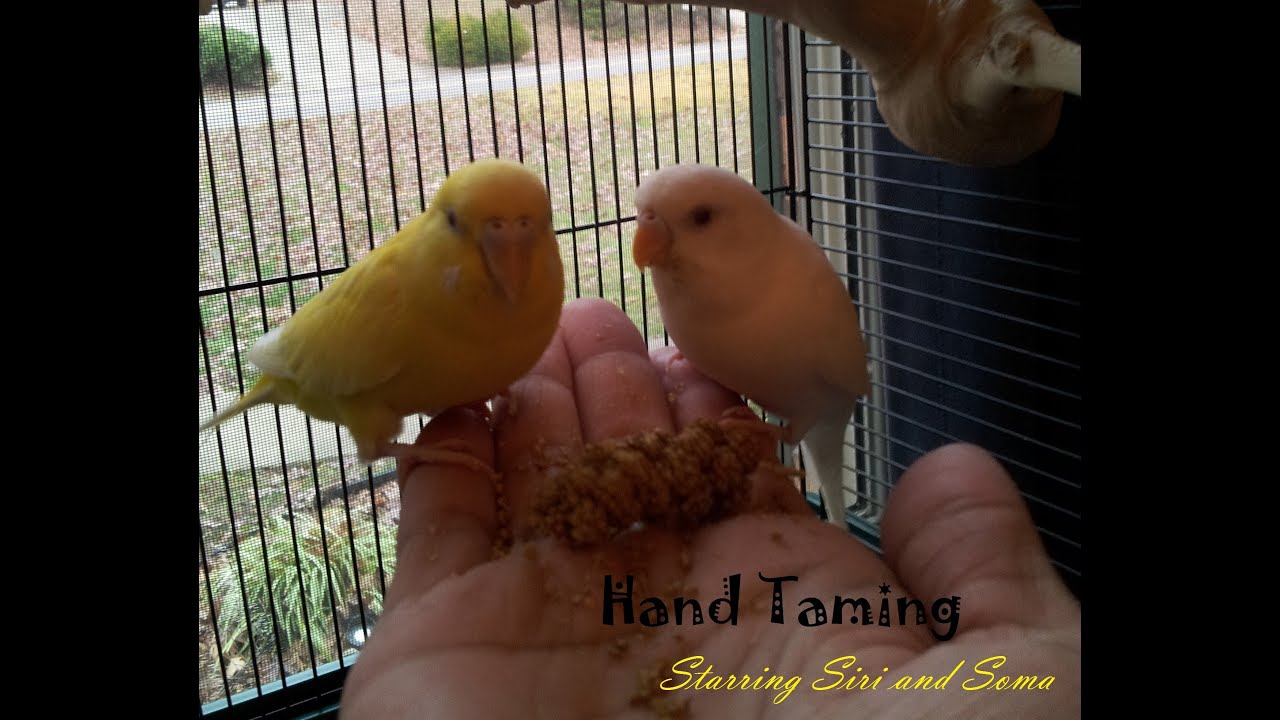 How to Tame Your Parakeet / Budgie