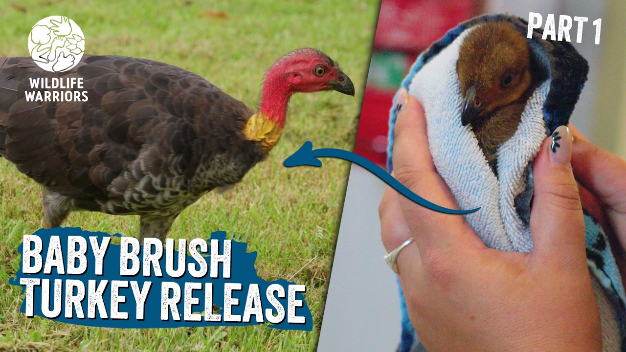 Bizarre Bird Rescues | Part One