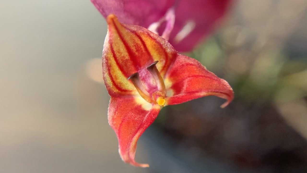 Цветение орхидеи лепантес (Lepanthes niesseniae и Lepanthes lucifer)