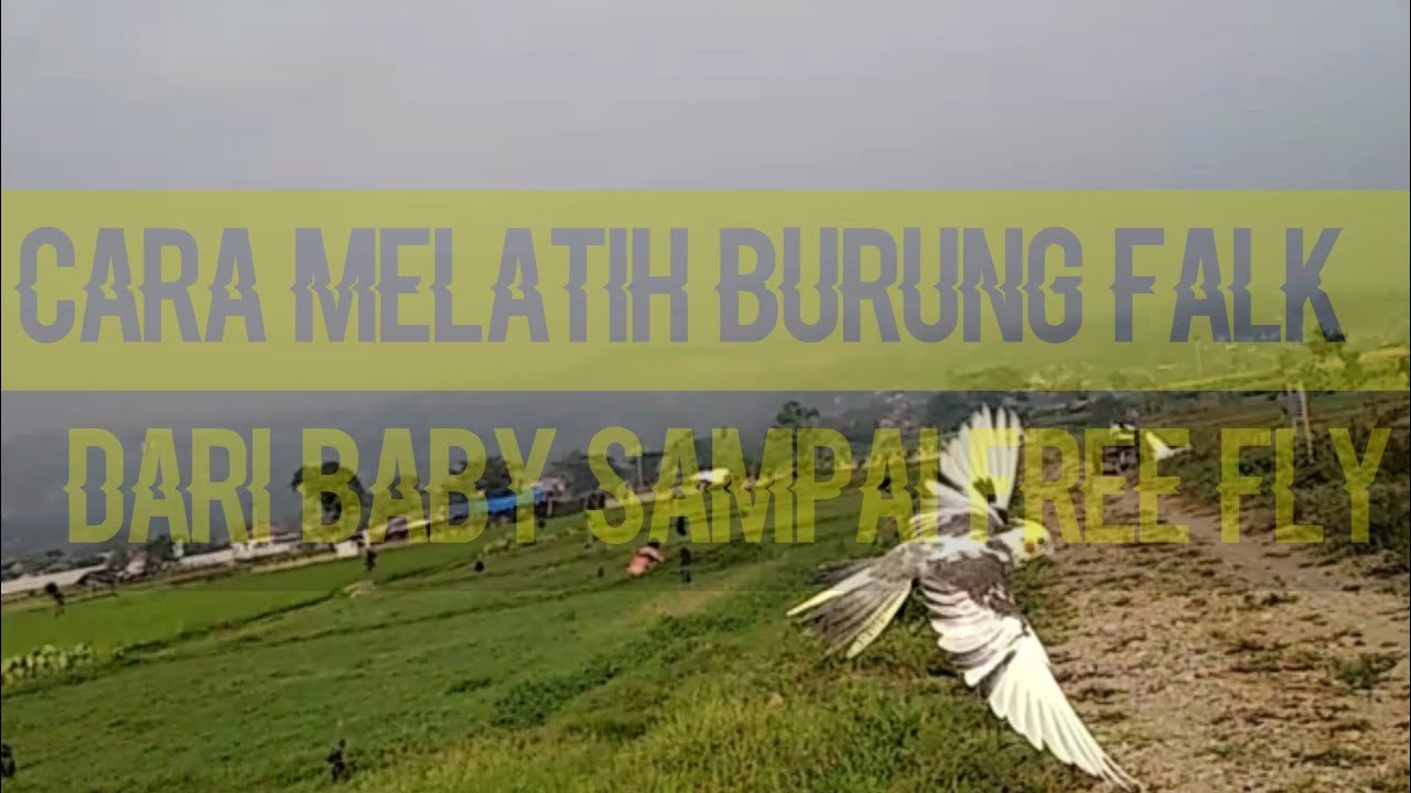Cara melatih burung falk dari baby sampai bisa free fly