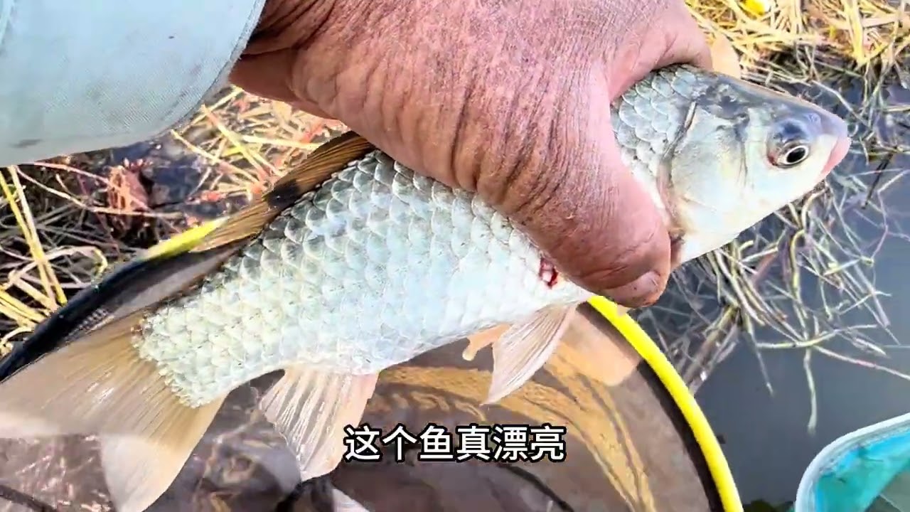 没想到荷叶硬下全是大鲫鱼，连杆爆盆太惊喜！··· #野钓 #鱼栖林极轻小综合 #小综合钓起大鱼获 #聚鱼多 #方块饵