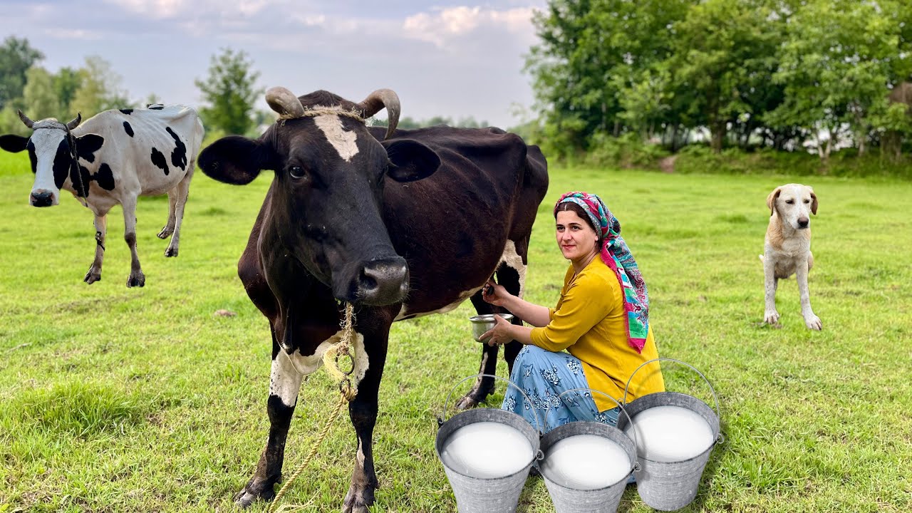 Village life Documentary:Milking Cow's by Hand!Cooking Traditional Iranian Dish