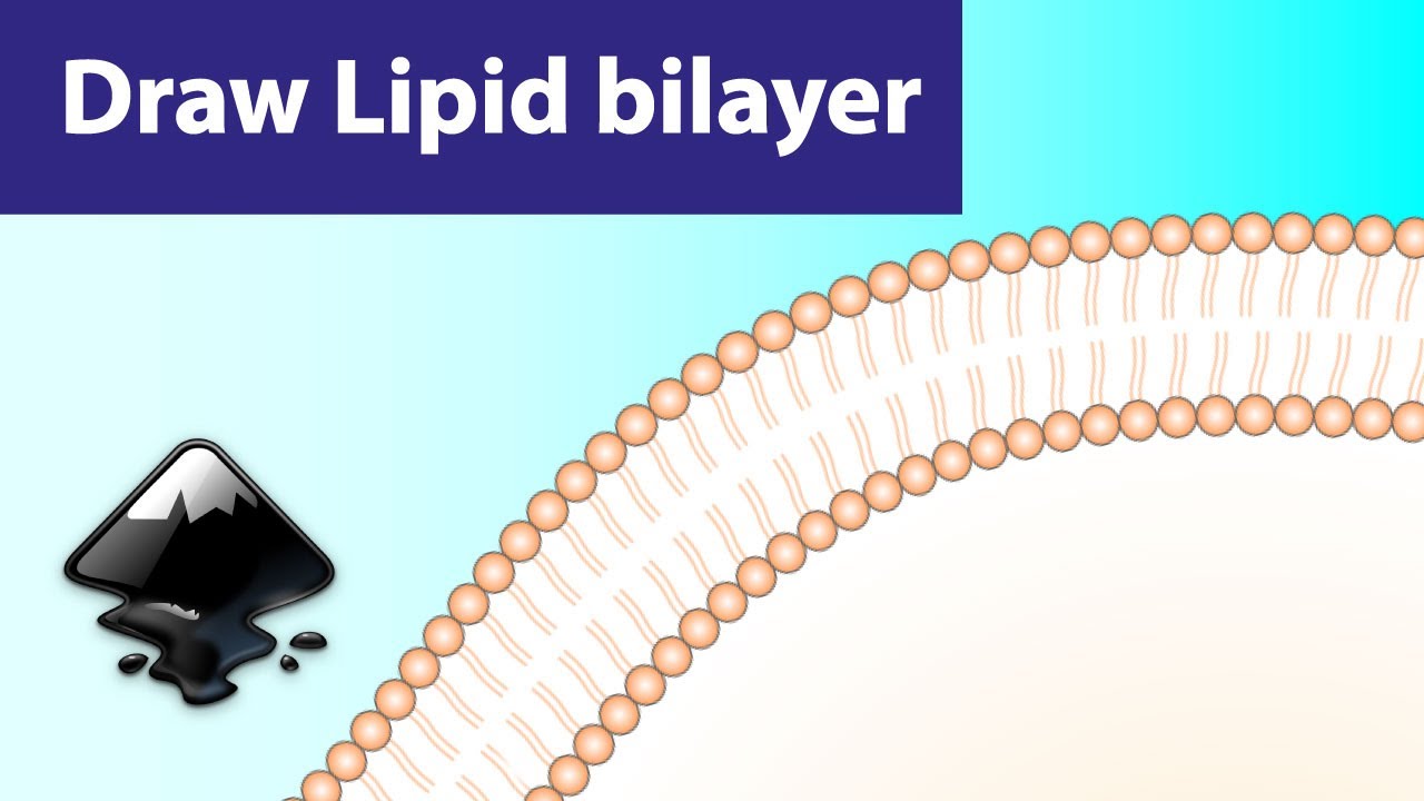 Draw Cell Membrane In Inkscape | Inkscape for Scientists | Draw Lipid Bilayer in Inkscape