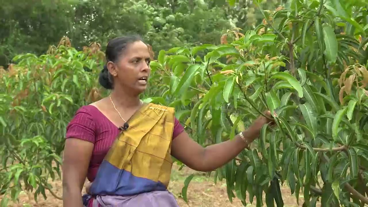 Govibimata Arunalu TV program 2019.12.15 @ 6.30 p.m on Rupawahini  මාතෘකාව - රට යවන්න අඹ වවමු
