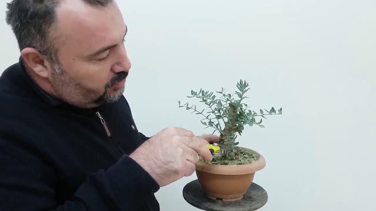 Zeytin Bonsai  (Delice) Fidanından Bonsai Yapıyoruz.(Bölüm1)