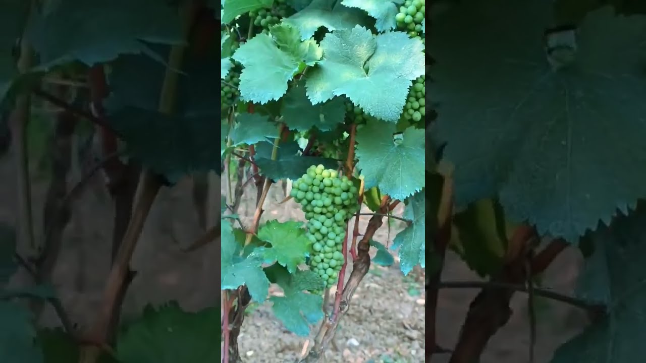 This Organic Vineyard Is Pure July Magic! #OrganicVineyard #JulyVibes #BioGrapes #NatureLovers