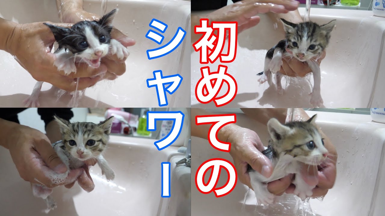 【子猫】全員お風呂に入れたら大変な事になった！