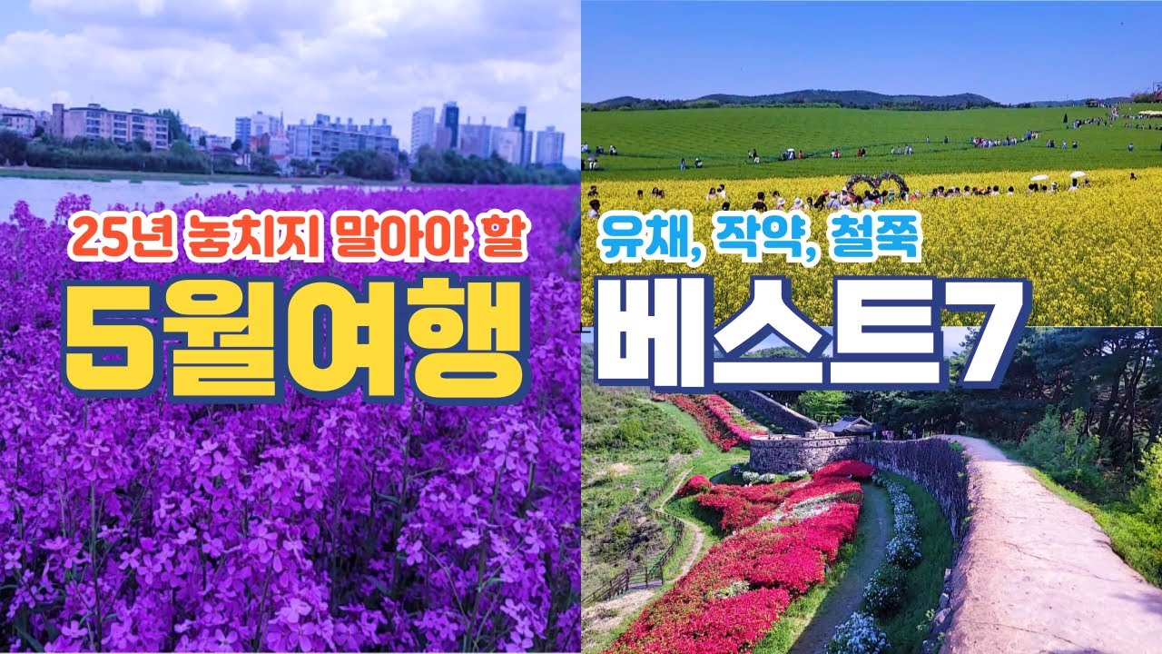 국내여행/가장 좋아하는 봄여행지 추천/보라유채, 청보리, 작약, 철쭉, 베스트/25년 5월에 놓치지 말아야 할 곳