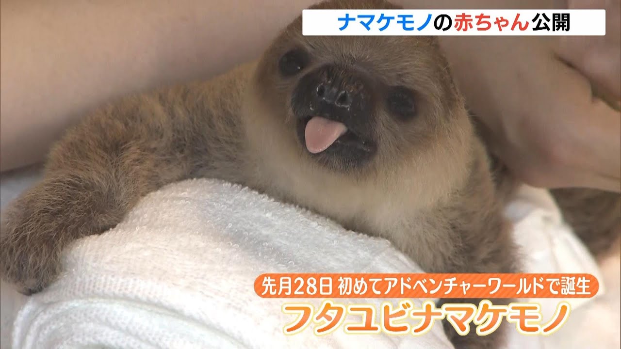 「全然動かなかった！」フタユビナマケモノの赤ちゃんの一般公開始まる　和歌山・アドベンチャーワールド (2024年9月19日)