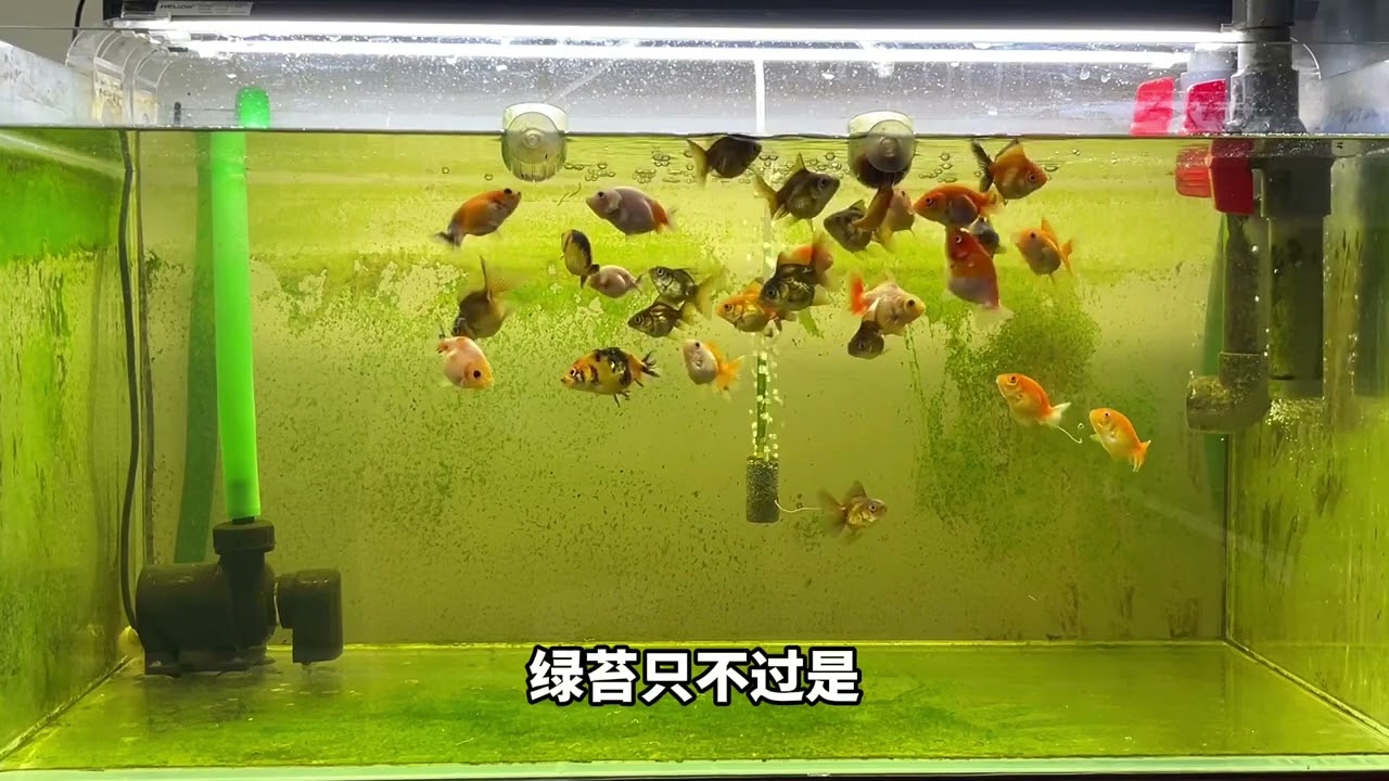 我的鱼缸几天能爆藻出绿苔