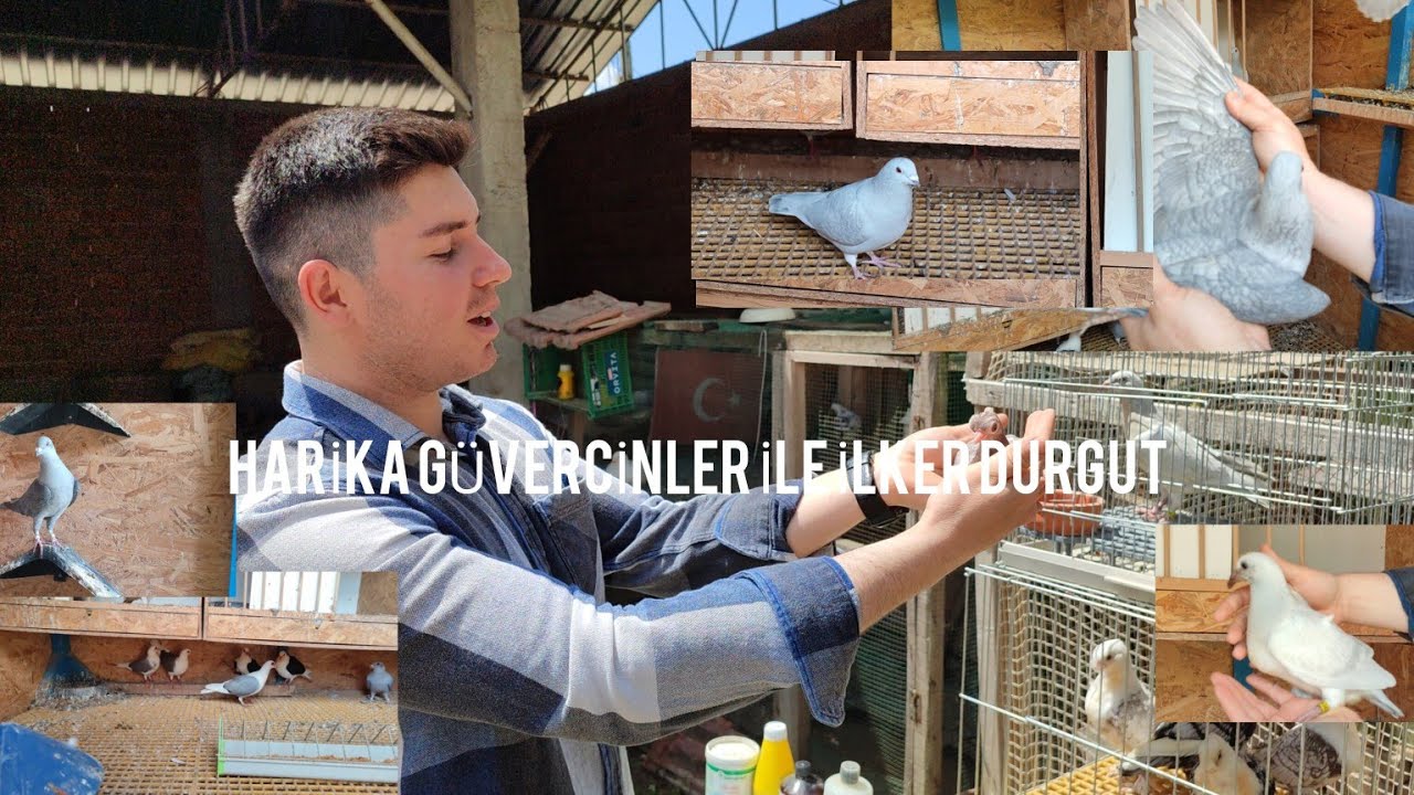 İLKER DURGUT,A AİT HARİKA GÜVERCİNLER (YENİŞEHİR/BURSA)