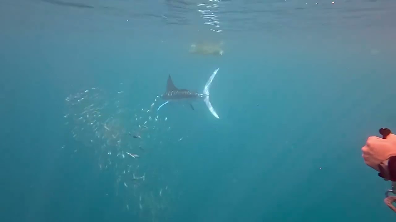 Magdalena Bay Marlin Day 1