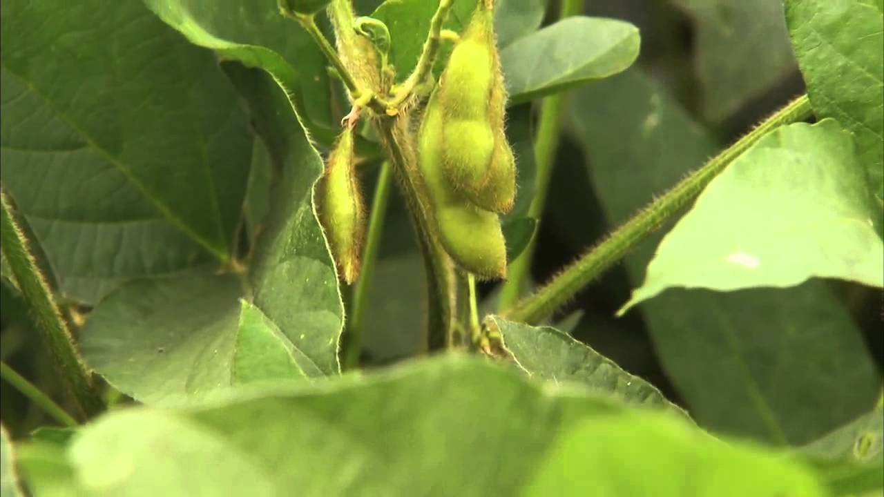 What are Soybeans? 