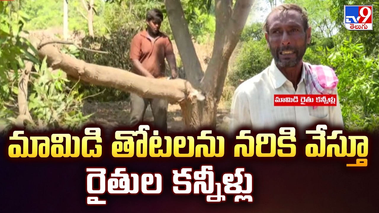 Mango Farmers in Tears as Crops Destroyed | మామిడి తోటలను నరికి వేస్తూ రైతుల కన్నీళ్లు