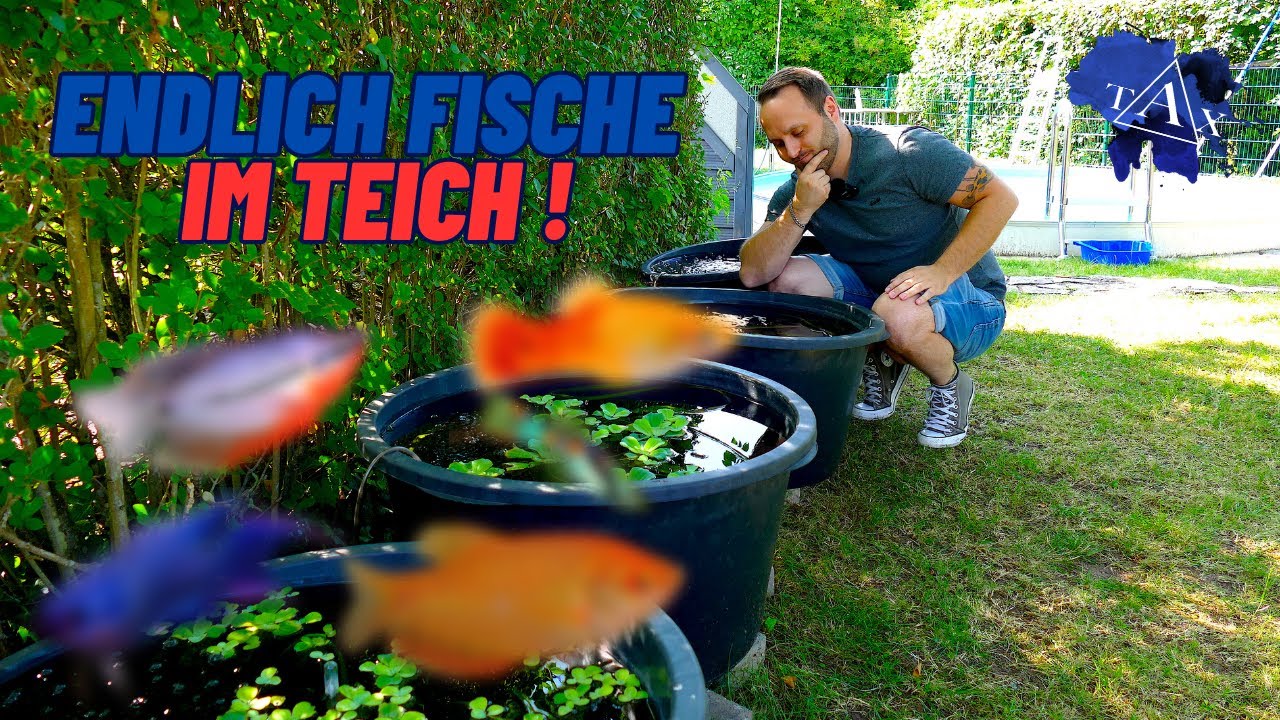 Endlich FISCHE im TEICH ! I TAX