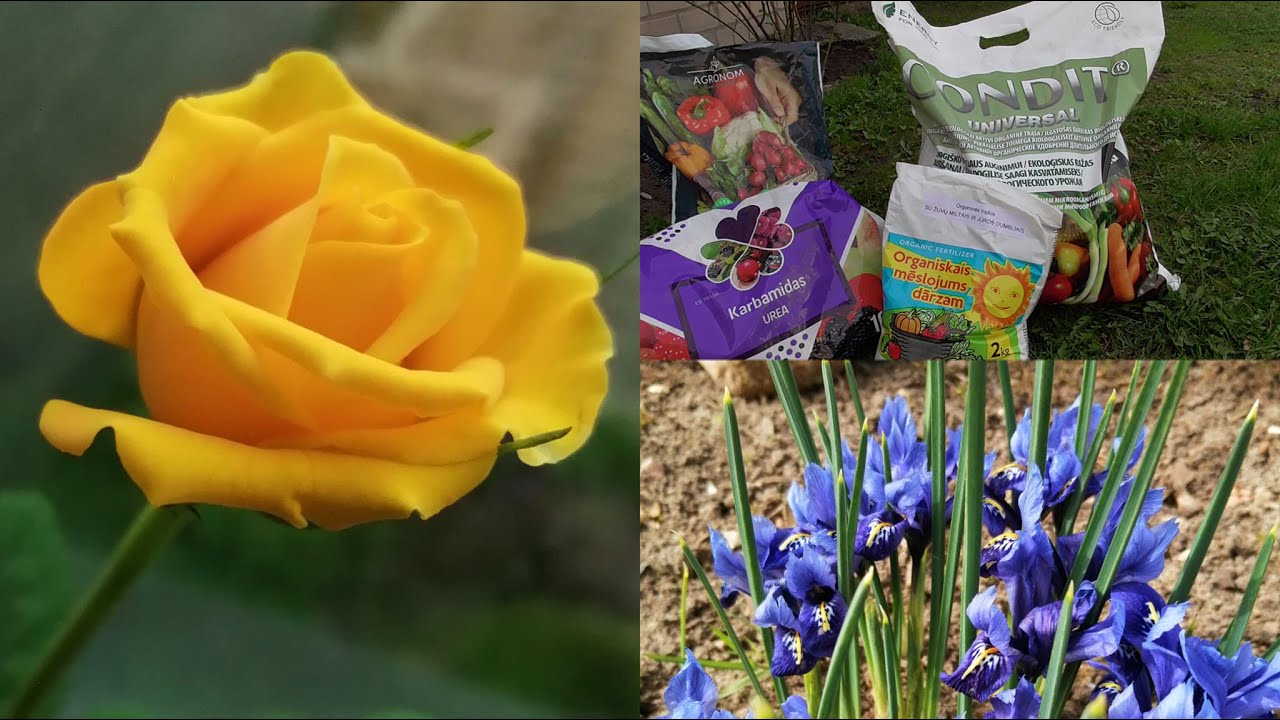 Pavasarinis genėjimas. Rožės žiemą išgyveno!