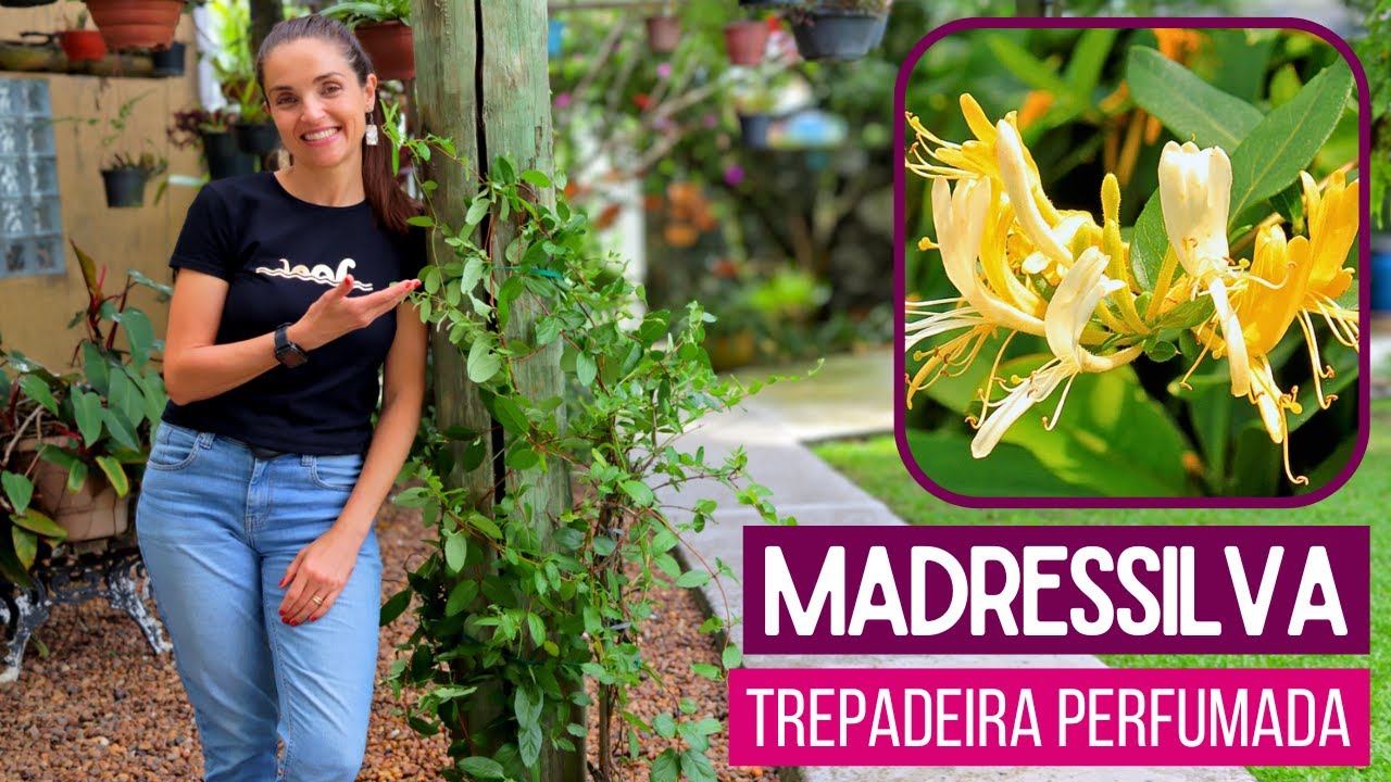 ESCOLHI esta Planta PERFUMADA para meu Jardim! Cresce Rápido e Atrai Beija flores