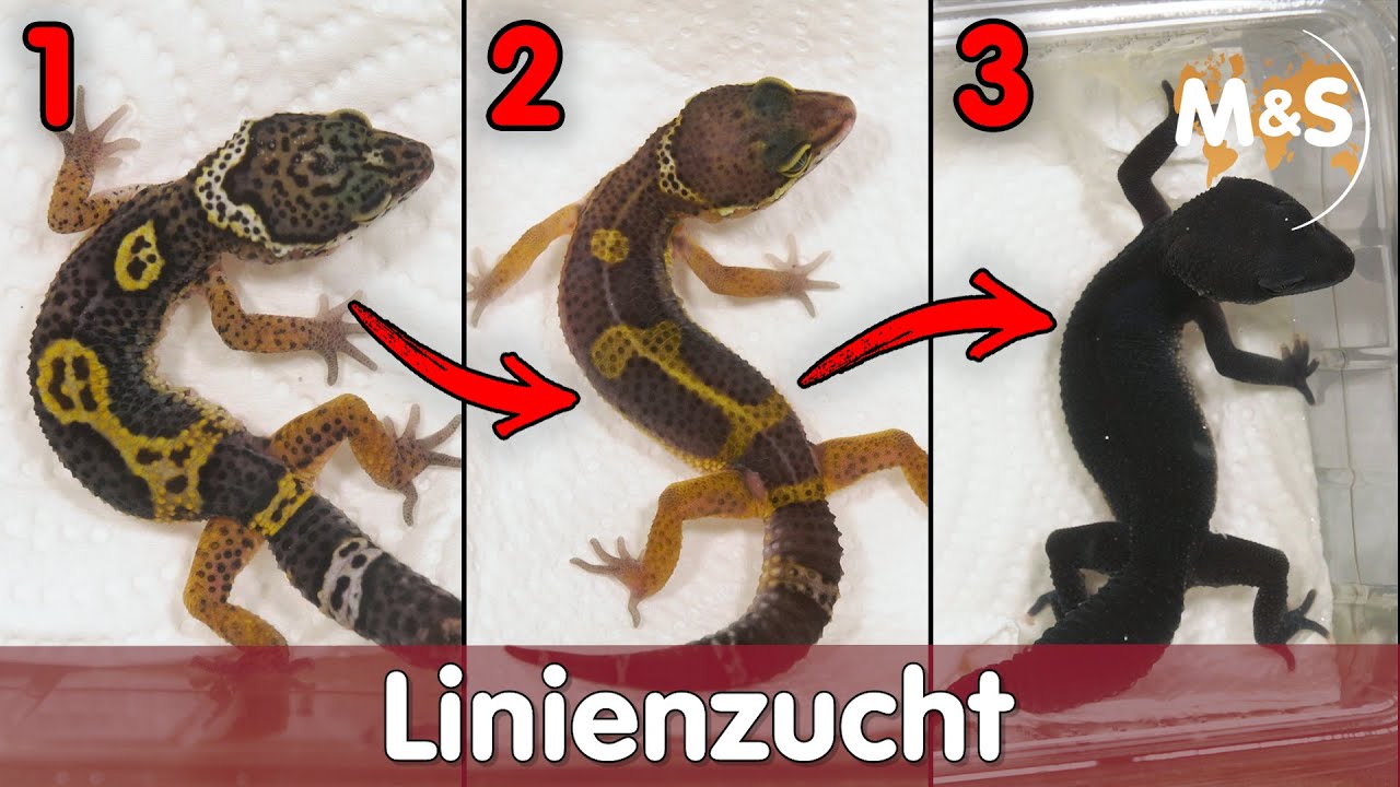 So geht LINIENZUCHT! | Selektive Zucht von Reptilien | Reptil TV