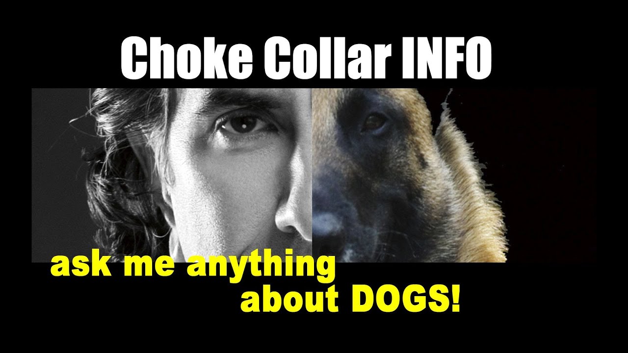 Choke Chain Explanation SHORT - Dog Training Video with Robert Cabral