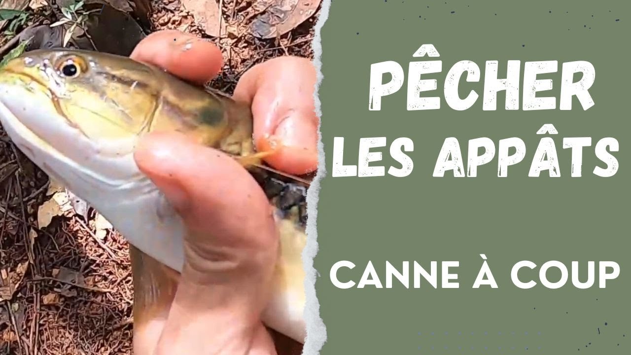 Pêche Guyane - Capture des appâts à la canne à coup
