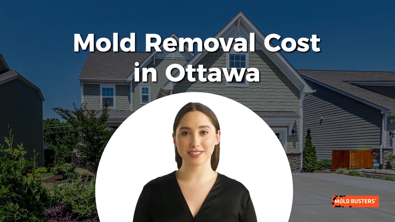 How Much Does Mold Removal Cost in Ottawa? 💰