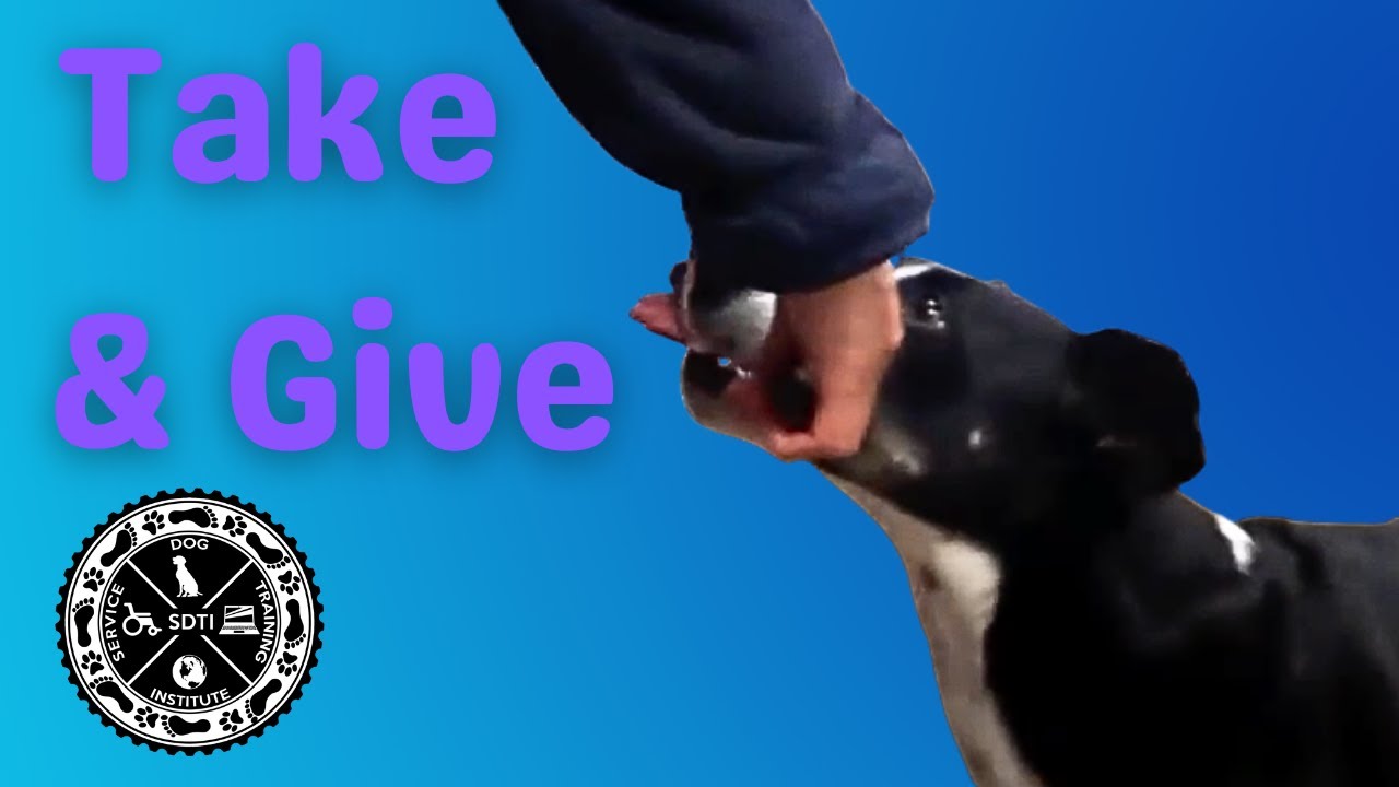 Formal Service Dog Retrieve: Start with Training 'Take' & 'Give' #servicedogtraining