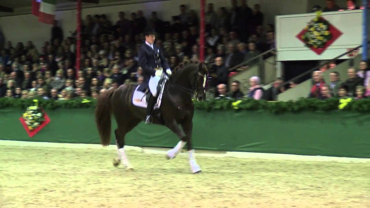 Floriscount by Florencio I - Donnerhall / Stallion Shw Vechta 2014 - B&ouml;ckmann Pferde