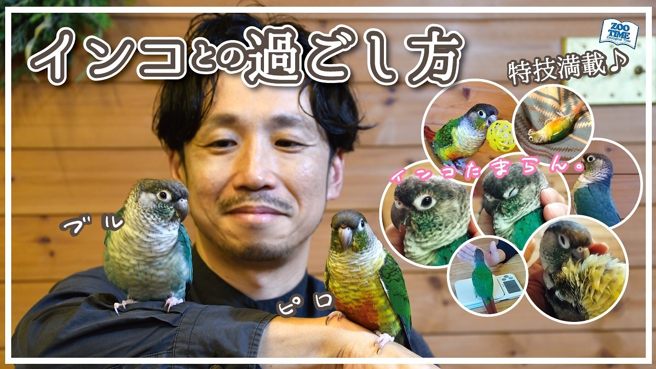 【インコライフを楽しむ】ウロコインコとの幸せな過ごし方　驚きの特技も大公開！