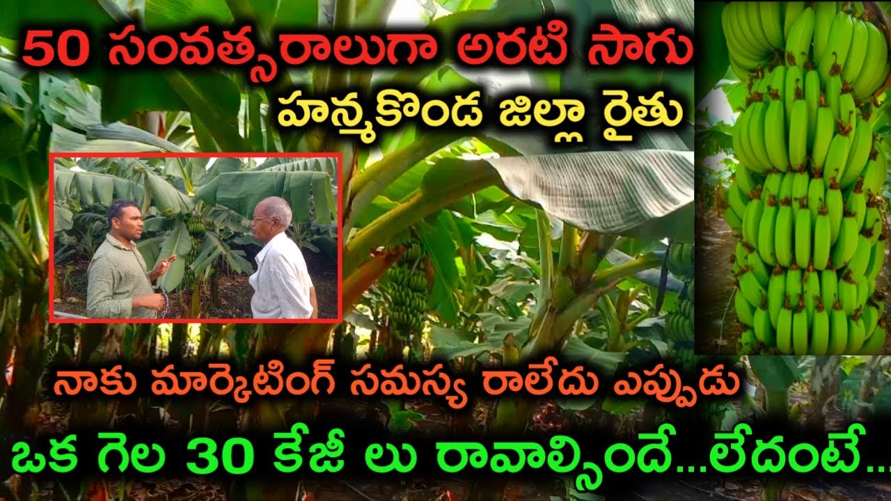 అరటి సాగులో అపార అనుభవం|| 50 సం 