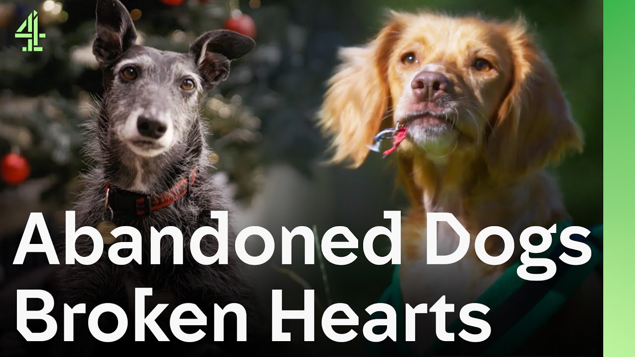 Abandoned Dogs Melt Into Rescuers&rsquo; Arms, Finally Finding Families to Call Home | The Dog House 🐶