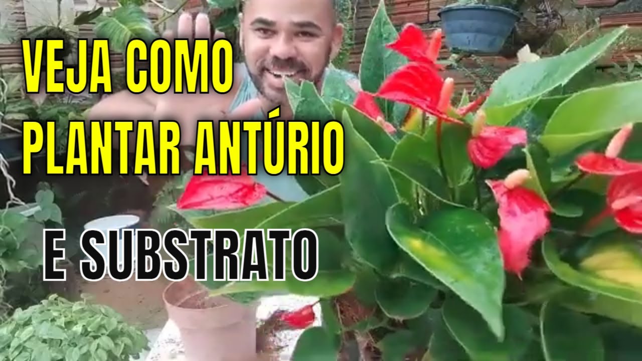 MELHOR SUBSTRATO/TERRA PARA ANTÚRIO. Veja como mudar o substrato e vaso.