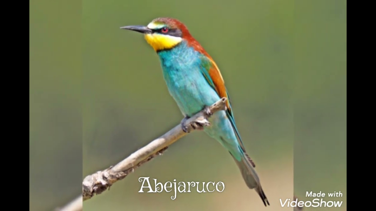 ABEJARUCO (Merops Apiaster) Sonido El Mejor Para Llamar.HD