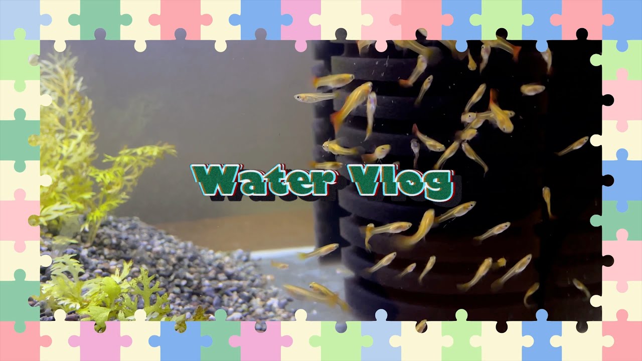 [Vlog] 물생활 브이로그🌊 | 물생활 약4년차 | 폭풍성장한 뉴페이스들 | 물생활 택배 언박싱