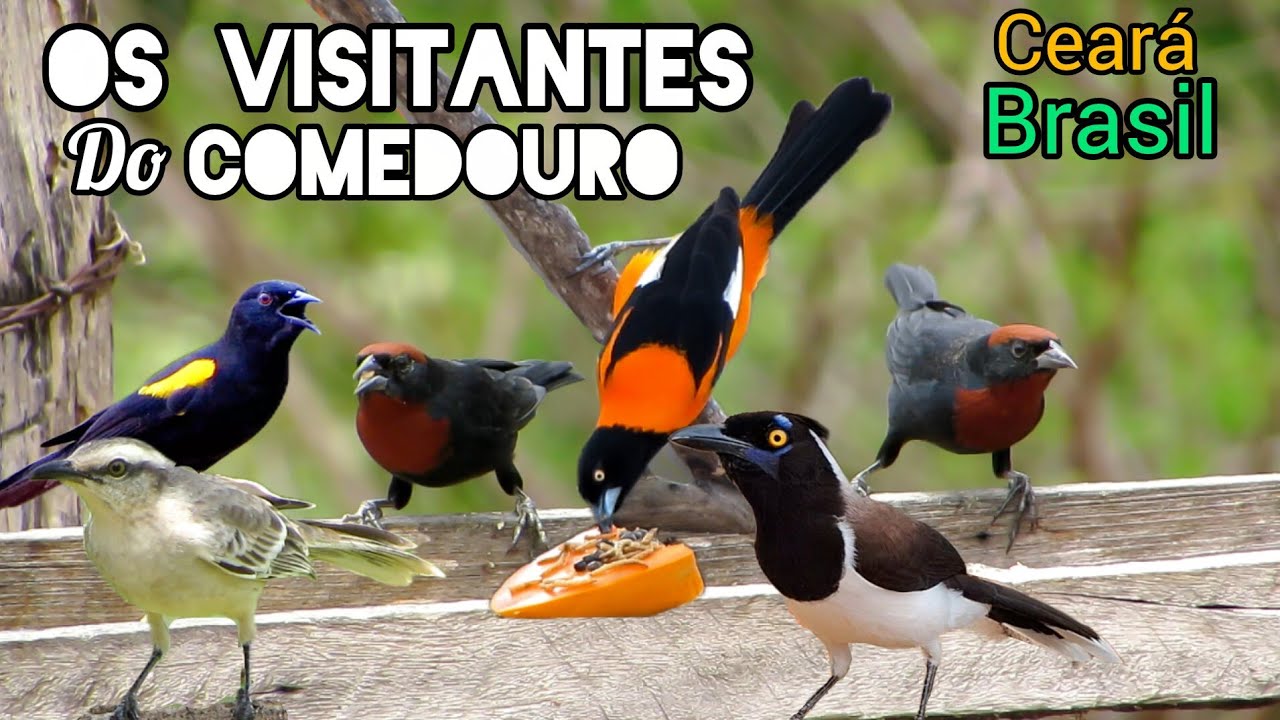 AS AVES QUE VISITAM O COMEDOURO NA CAATINGA | PERÍODO CHUVOSO.... 🌵💚 
