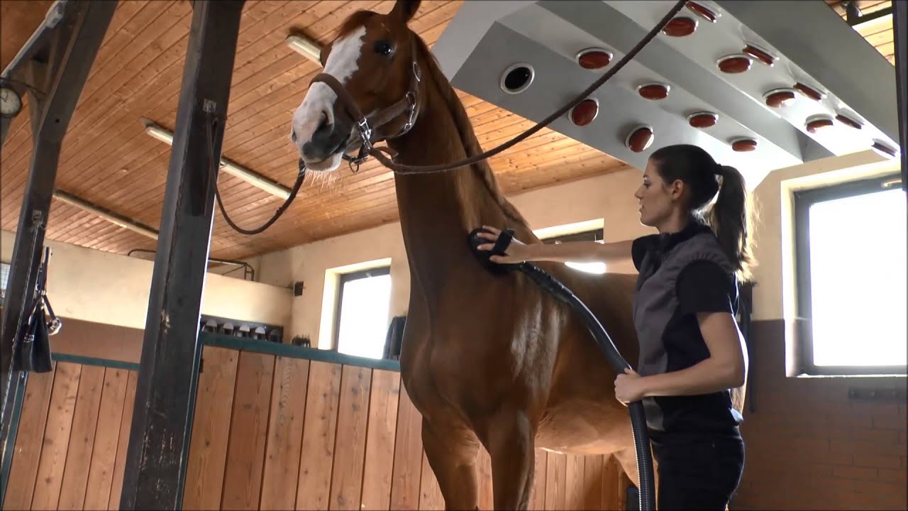 Equifun Standard Clean