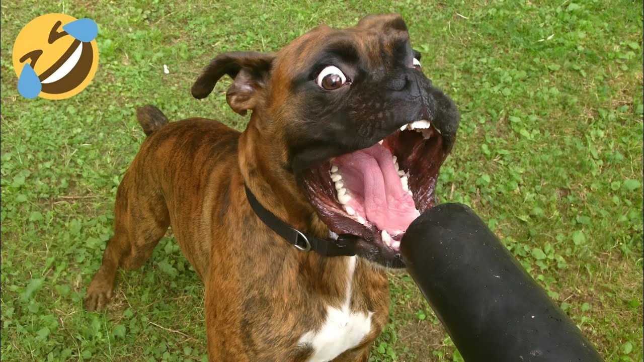 HILARIOUS DOGS Being Weird 🤪 NEW Funniest Dogs Video 2026