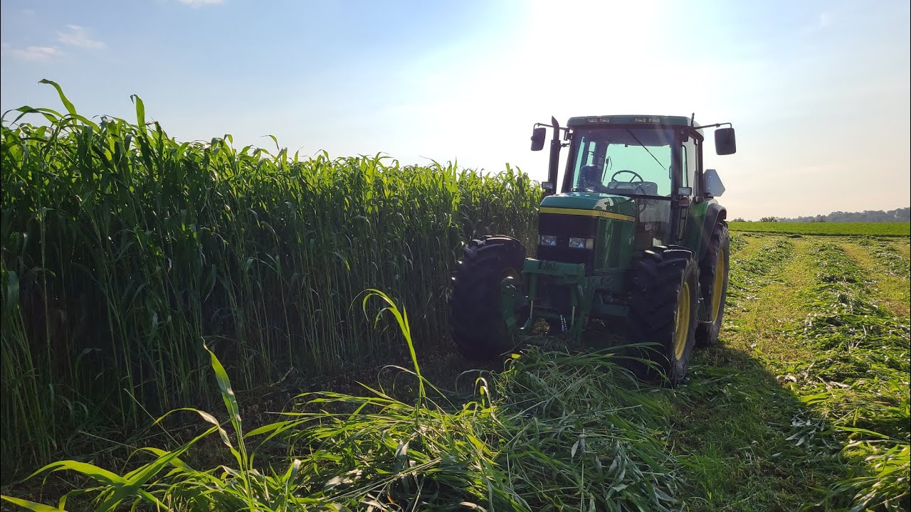 Chopping and filling silo with sorghum