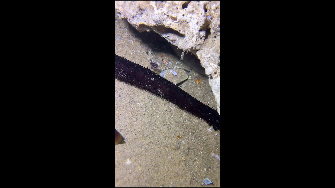 LIVE 🔴-Underwater Fishing🐟️Hunting for Eel, Lobster & Crab🦀2026-07-27
